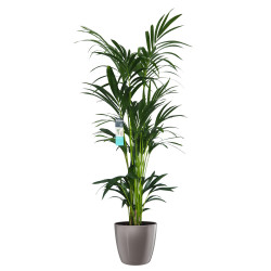 Green Houseplants Green Houseplants