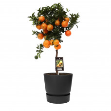 Citrus Mandarin in ELHO outdoor sierpot Greenville Rond (zwart)