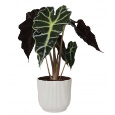 Alocasia Polly in ELHO Vibes Fold sierpot (zijdewit)