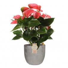 Anthurium 