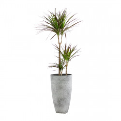 Plant-pot combination Plant-pot combination